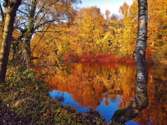 Herbstbild